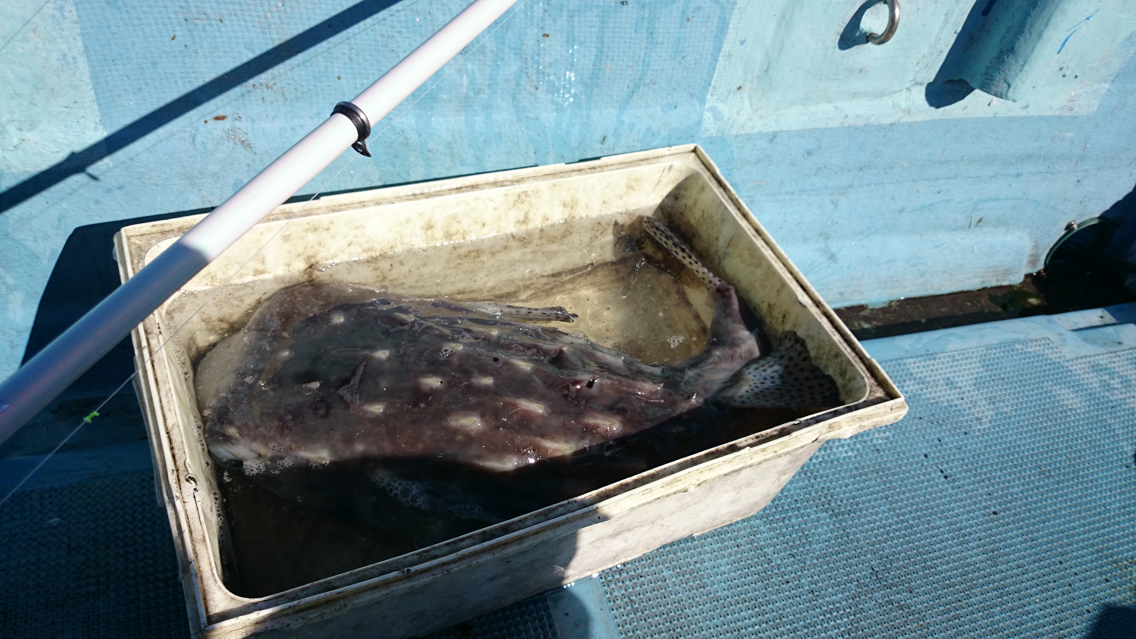 串本のカセで釣れる色々な魚たち 外道集