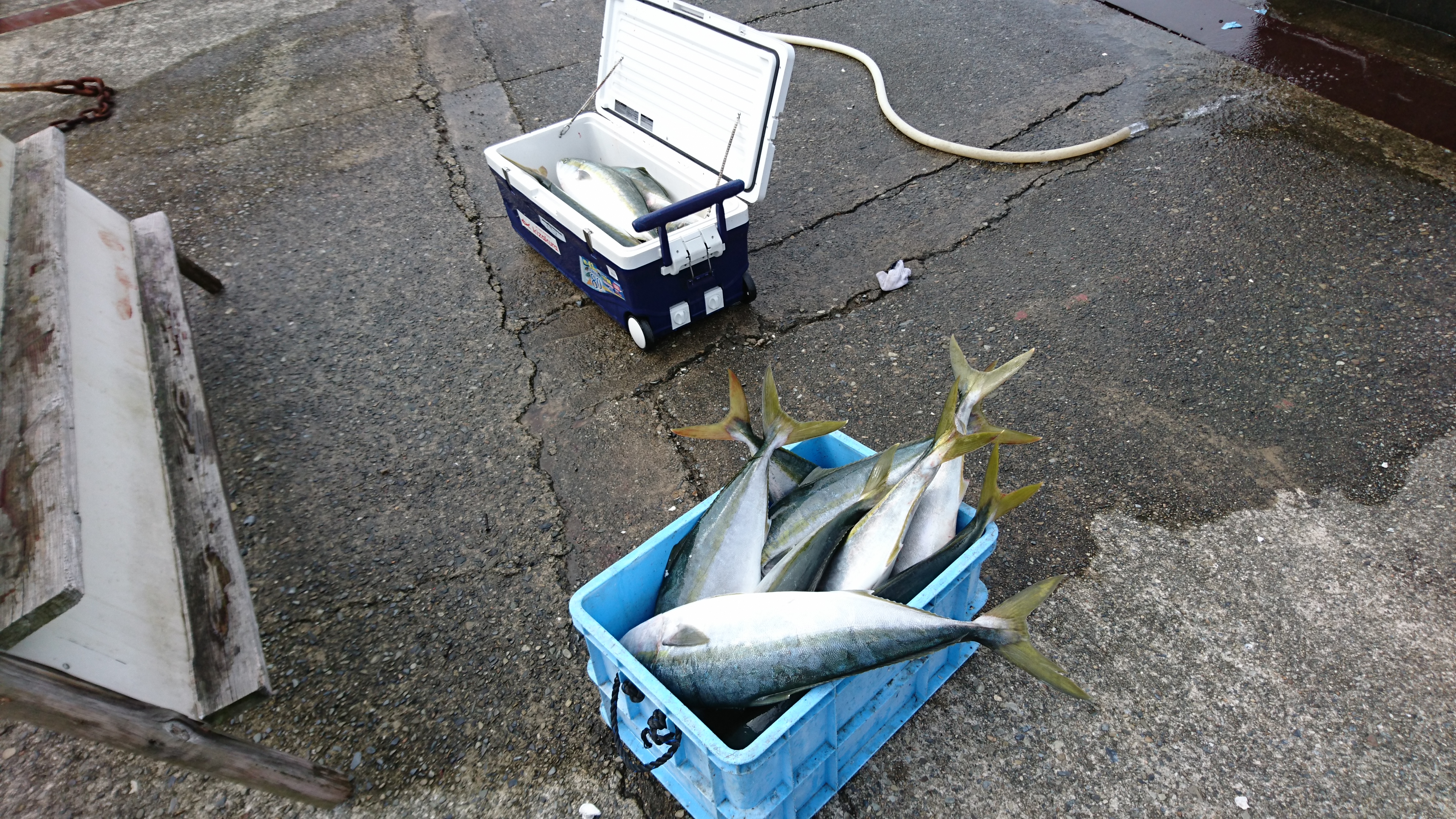 串本のカセ ブリ メジロ釣りの仕掛け3選